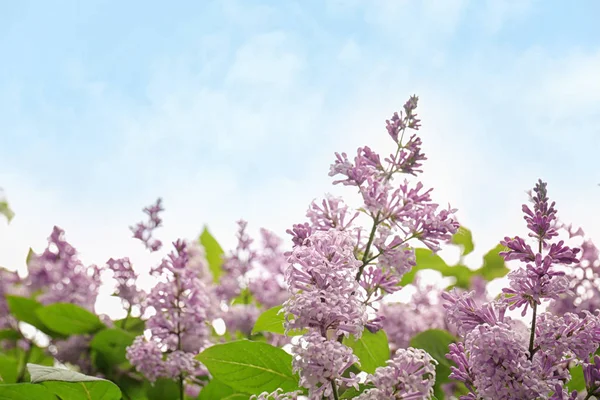 Mooie bloeiende lila boom — Stockfoto