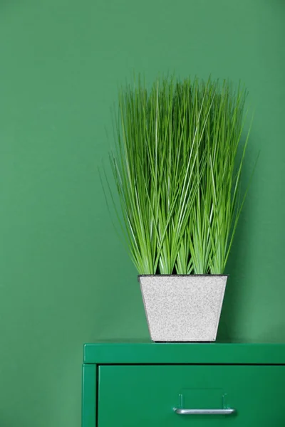 Hermosa planta de hierba — Foto de Stock