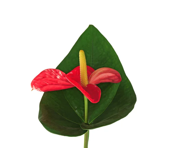Hermosa flor tropical de anturio —  Fotos de Stock