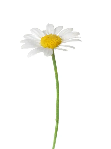 Hermosa flor de manzanilla —  Fotos de Stock