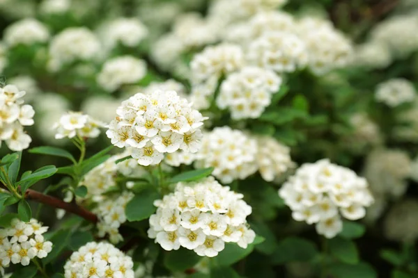 Hermoso arbusto con flores —  Fotos de Stock