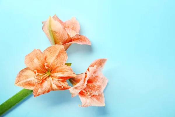Beautiful tropical flowers — Stock Photo, Image