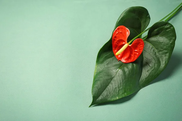 美丽的红掌热带花卉 — 图库照片