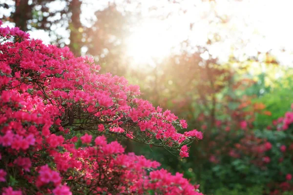 Arbusto azalea floreciente — Foto de Stock