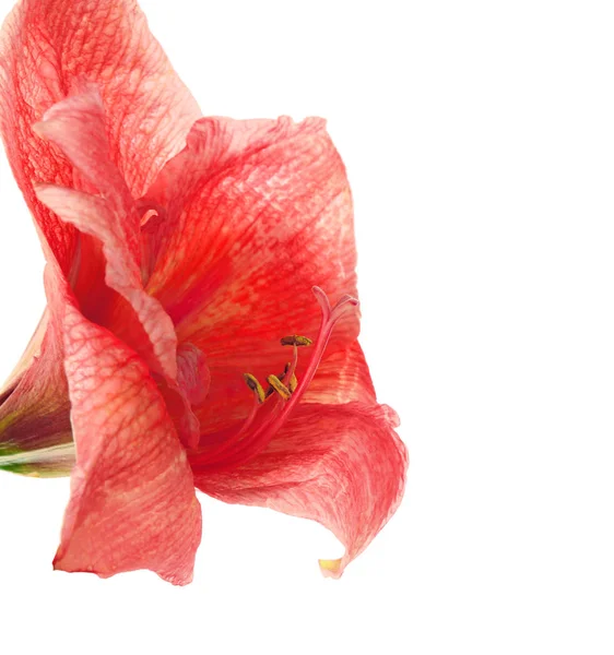 Bela flor tropical amaryllis — Fotografia de Stock