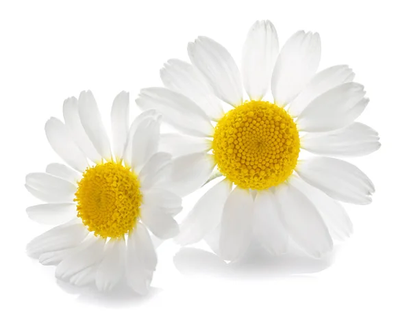 Beautiful chamomile flowers — Stock Photo, Image