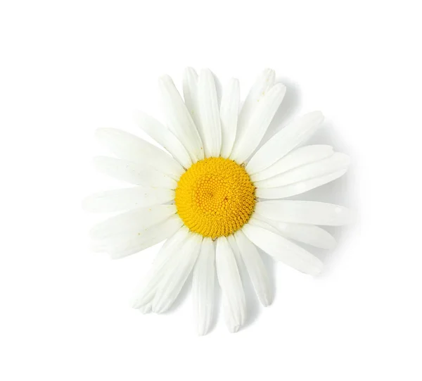 Bellissimo fiore di camomilla — Foto Stock