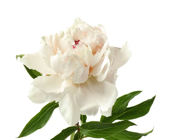 Hermosa flor de peonía blanca — Foto de Stock