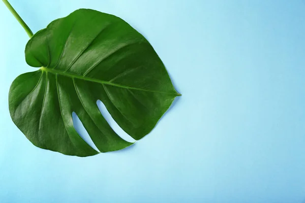 Green Monstera leaf — Stock Photo, Image