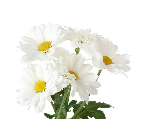 Gyönyörű Kamilla virág — Stock Fotó
