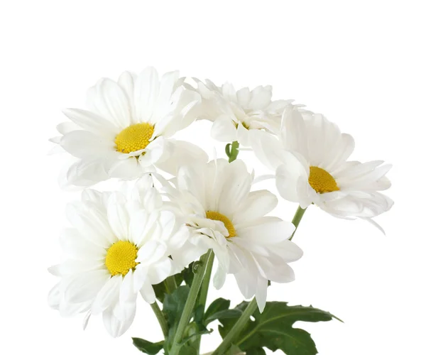 Vackra kamomillblommor — Stockfoto