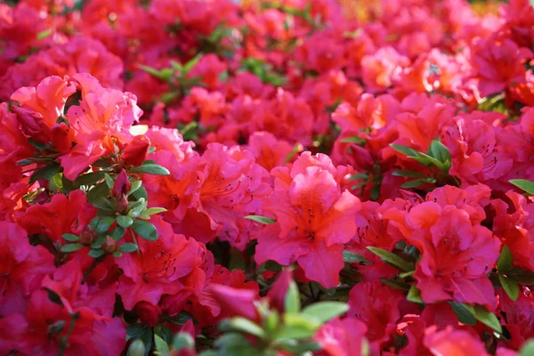 Hermosas flores en flor —  Fotos de Stock