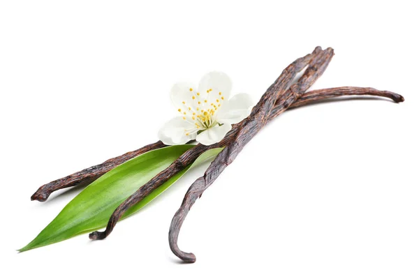 Torkade vanilj pinnar och blomma — Stockfoto
