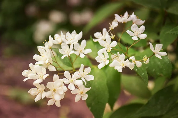 Schöne blühende Blumen — Stockfoto