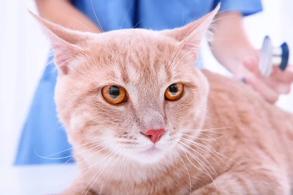 Röd tabby katt i veterinärklinik — Stockfoto