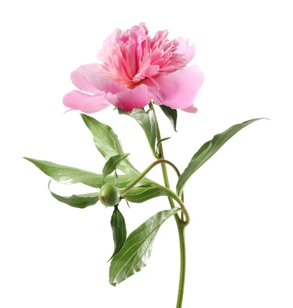 Mooie roze pioenroos bloem — Stockfoto