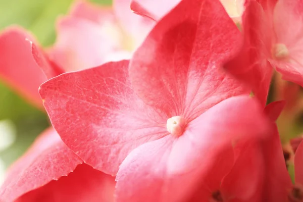 Lindas flores de hortênsia rosa — Fotografia de Stock