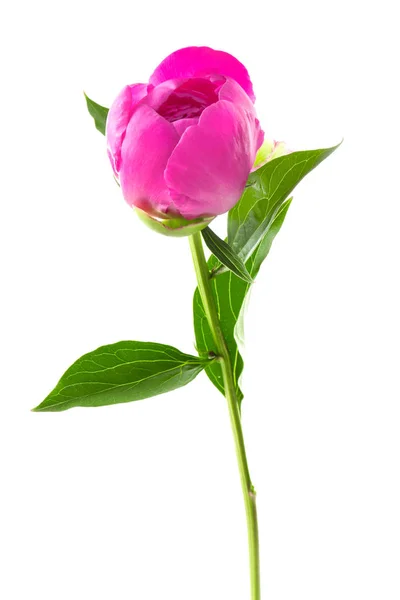 美丽的粉色牡丹花 — 图库照片