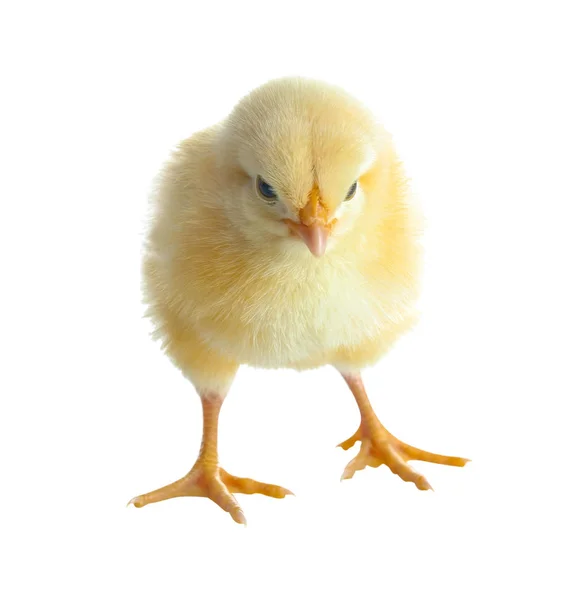 Cute funny chick — Stock Photo, Image