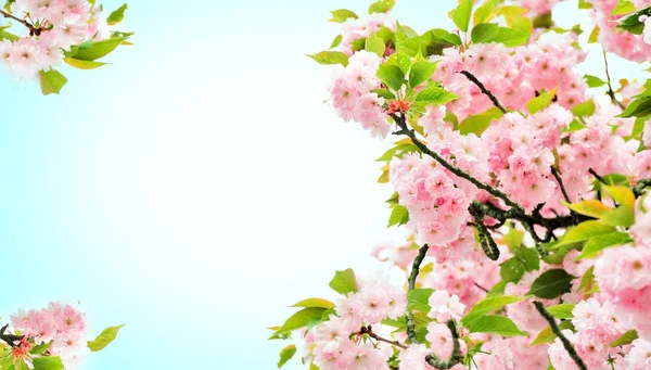 桜の木の開花枝 — ストック写真