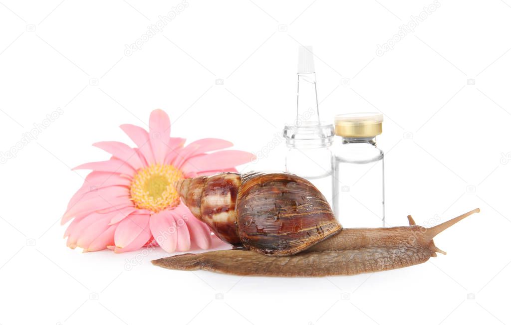 Giant Achatina snail and ampules 
