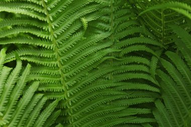 güzel yaprakları eğreltiotu