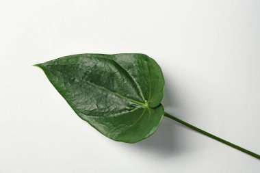 yeşil tropikal yaprak 