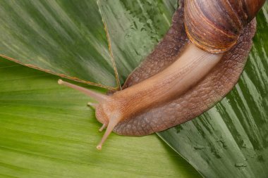 Giant Achatina snail  clipart