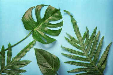 Yeşil tropikal yaprakları ile kompozisyon  