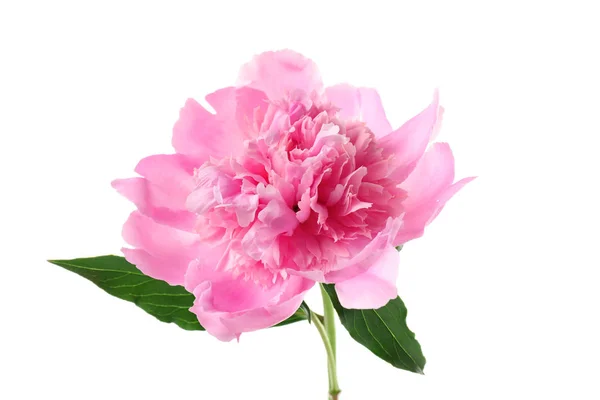 Bellissimo fiore di peonia rosa — Foto Stock