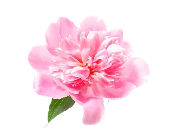 Vacker rosa pion blomma — Stockfoto