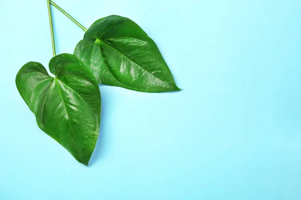 Foglie tropicali verdi — Foto Stock