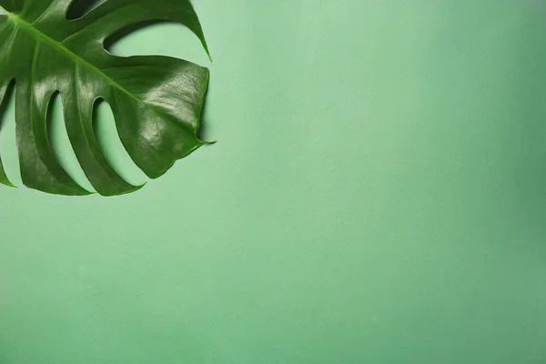 Groen tropisch blad — Stockfoto