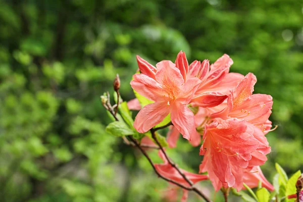 Hermosas flores en flor — Foto de Stock