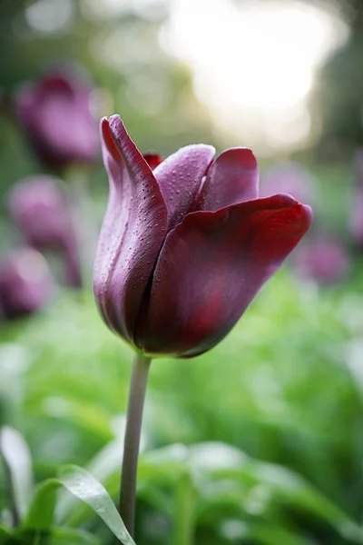 Bela tulipa florescendo — Fotografia de Stock