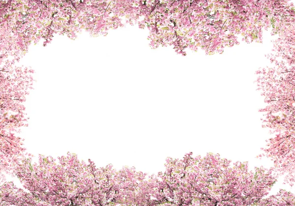 Virágzó ágak, cseresznye fa, fehér háttér — Stock Fotó