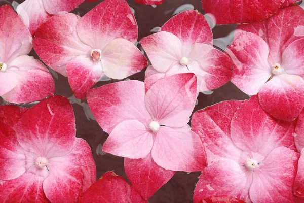 Clean water and hortensia flowers — Stock Photo, Image