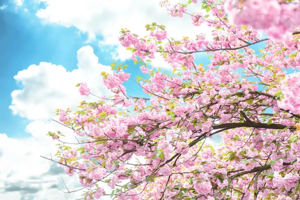 Ramas florecientes de cerezo —  Fotos de Stock