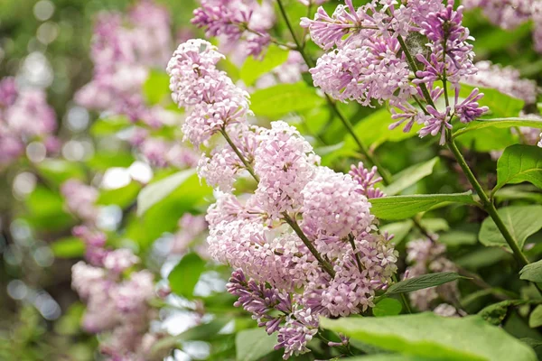 Hermosa rama de Lilac —  Fotos de Stock