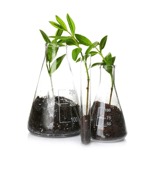 Rostliny v sklo na bílém — Stock fotografie