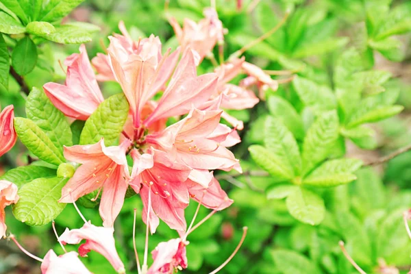 Schöne blühende Blumen — Stockfoto