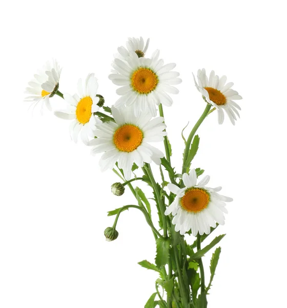 Bukett med vackra kamomillblommor — Stockfoto