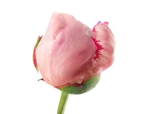 Bud de flor de peônia bonita — Fotografia de Stock