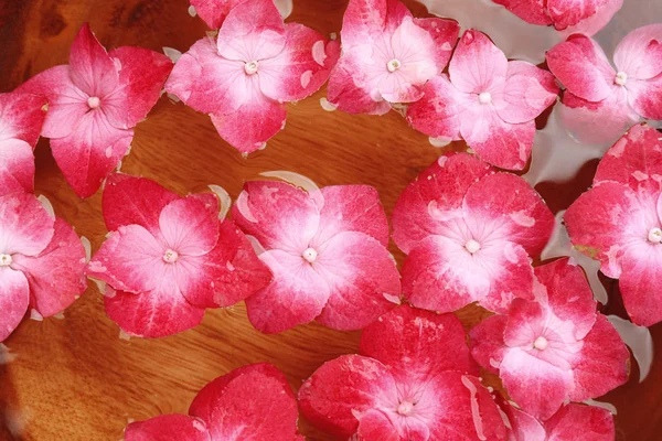 Acqua pulita e fiori di ortensia — Foto Stock