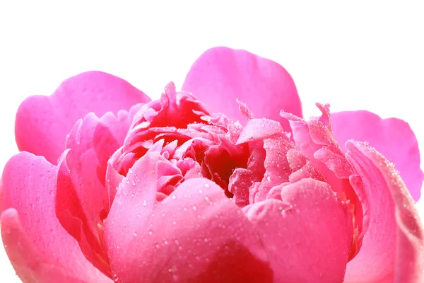 Mooie roze pioenroos bloem — Stockfoto