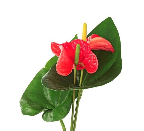 Composição com belas flores tropicais — Fotografia de Stock