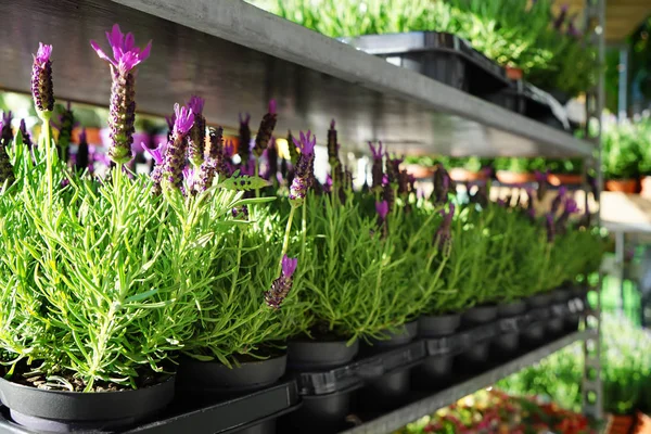 Mooie bloeiende lavendel — Stockfoto