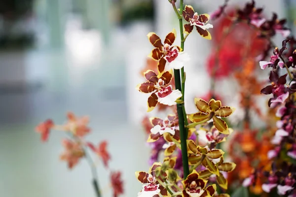 Orquídea floreciente hermosa —  Fotos de Stock