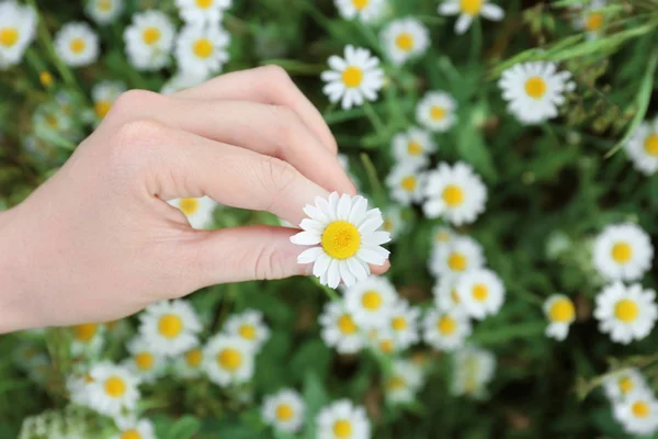 Mão feminina com bela flor de camomila — Fotografia de Stock
