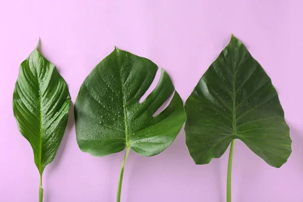 녹색 열대림 잎 — 스톡 사진
